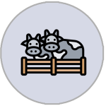 cow-cattle-img2